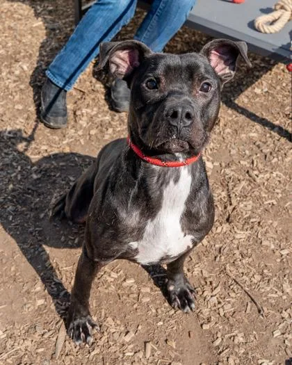 An adult large-sized male Mixed Breed dog named Kev Co. for adoption in Chamblee, GA