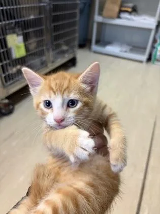 A baby small-sized male Domestic Short Hair cat named Butternut Squash for adoption in West Chester, PA