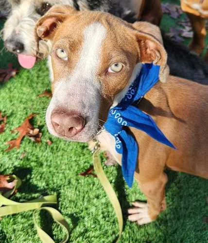 Blueberry thumbnail 3