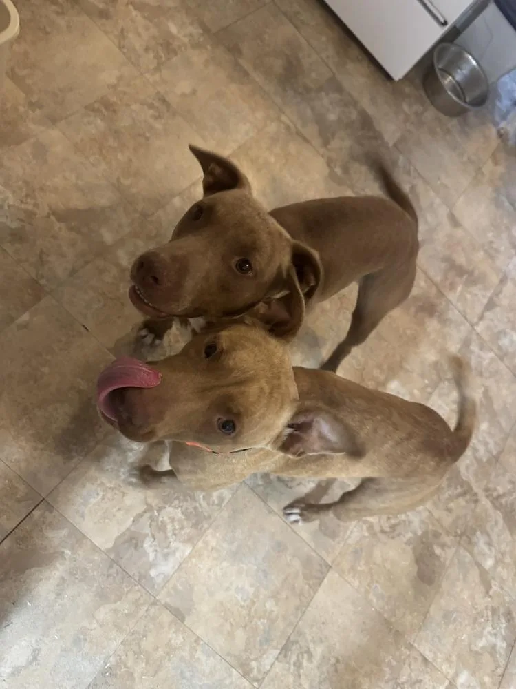 A young medium-sized female Brown / Chocolate American Bulldog dog named Bambi for adoption in Lakeland, FL