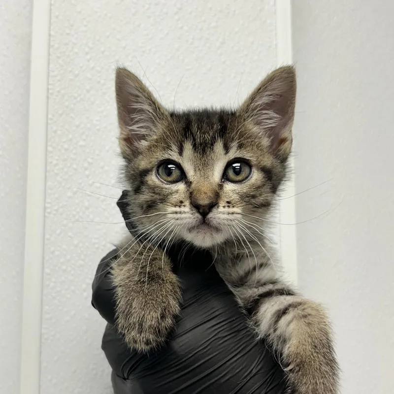 A baby small-sized male Brown / Chocolate Domestic Short Hair cat named Azriel for adoption in Abilene, TX