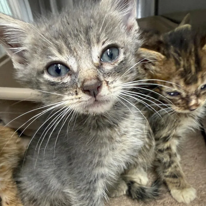 A baby small-sized male Gray / Blue / Silver Domestic Short Hair cat named Fratsher for adoption in Lake Panasoffkee, FL