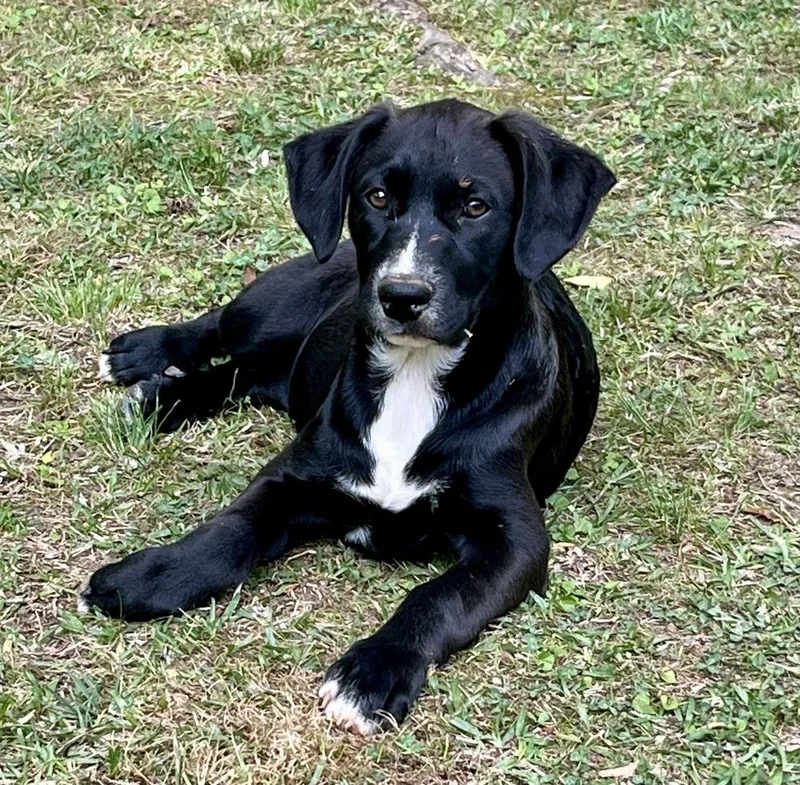 Magnificent “maggie”. Magnificent thumbnail 3