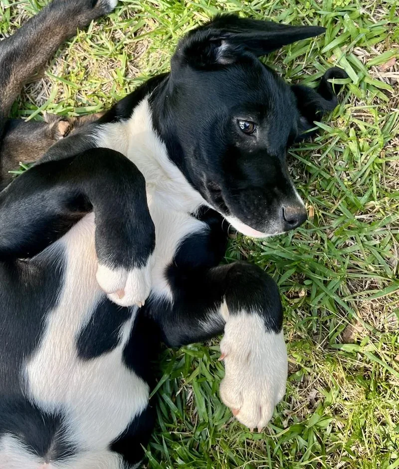 Magnificent “maggie”. Magnificent thumbnail 5
