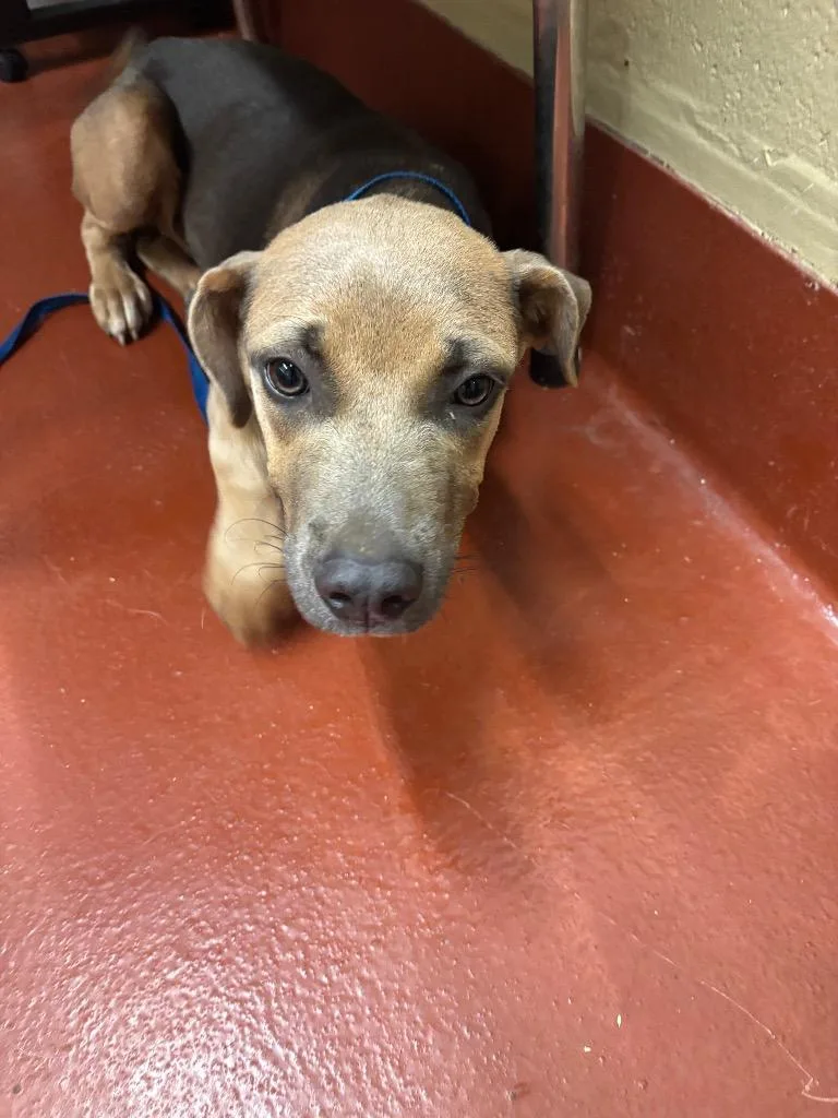 A baby medium-sized male Mixed Breed dog named KiaLerr for adoption in Douglasville, GA