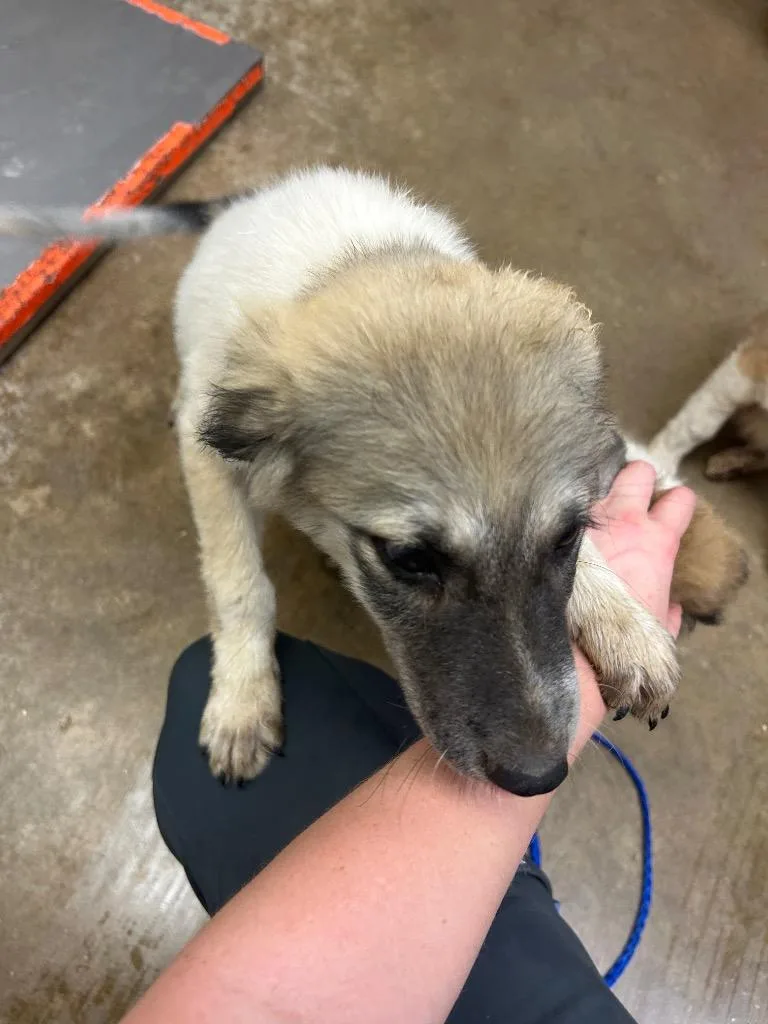 A baby small-sized female Cattle Dog dog named Daphne for adoption in Lockhart, TX