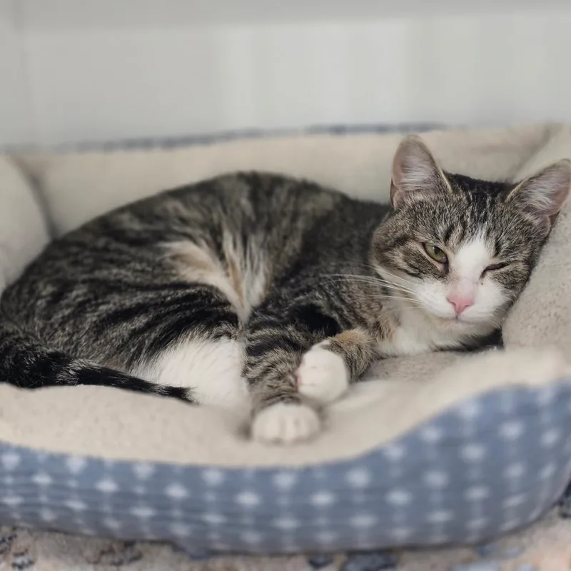 An adult medium-sized female Domestic Short Hair cat named Seleah for adoption in Elizabeth City, NC