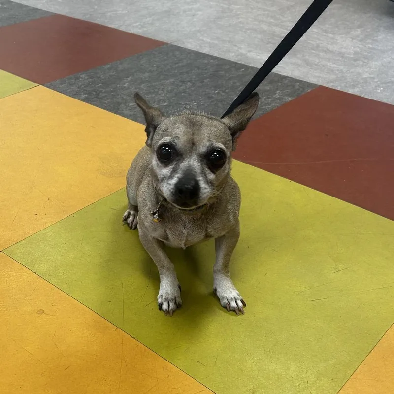 A senior small-sized female Yellow / Tan / Blond / Fawn Mixed Breed dog named Chichi for adoption in Philadelphia, PA