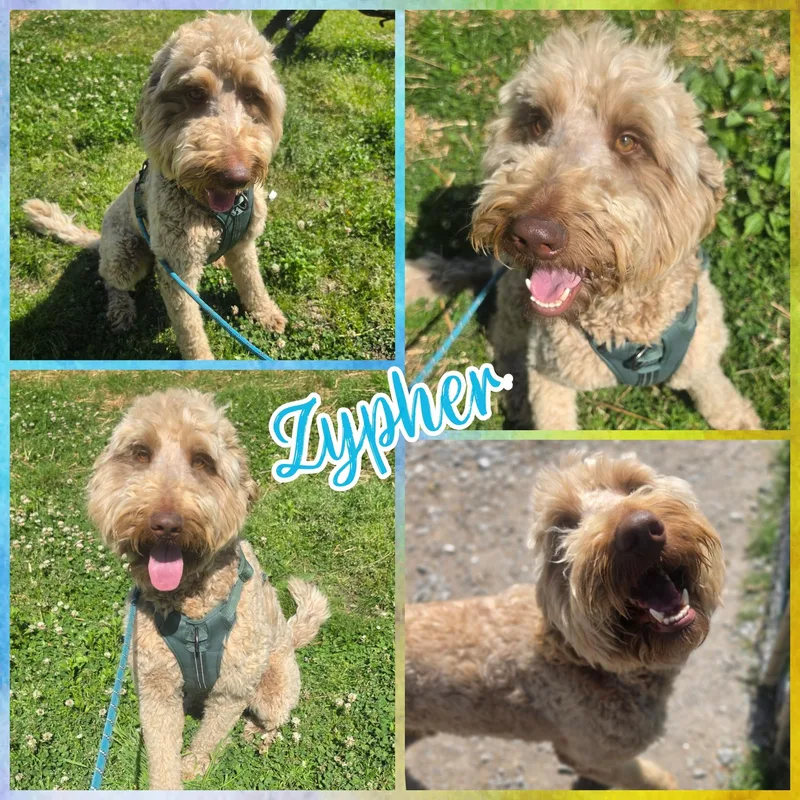 An adult medium-sized male Brown / Chocolate Goldendoodle dog named Zypher for adoption in Blacksburg, SC