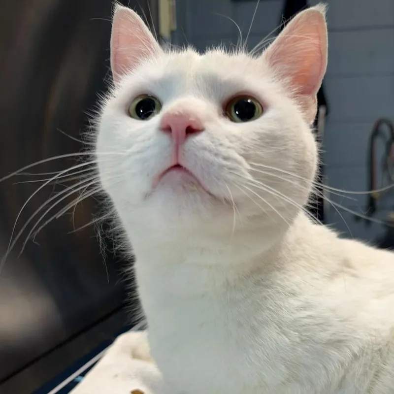 An adult large-sized male White Domestic Short Hair cat named Niko for adoption in Providence, RI