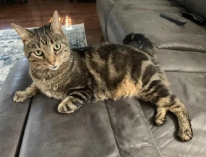 An adult large-sized male Tabby (Brown / Chocolate) Domestic Short Hair cat named Pete for adoption in Verona, PA