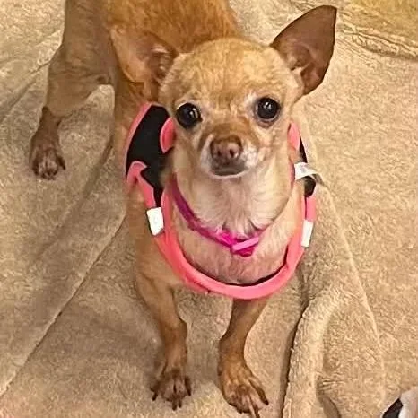 An adult small-sized female Brown / Chocolate Chihuahua dog named Ellie for adoption in Las Vegas, NV