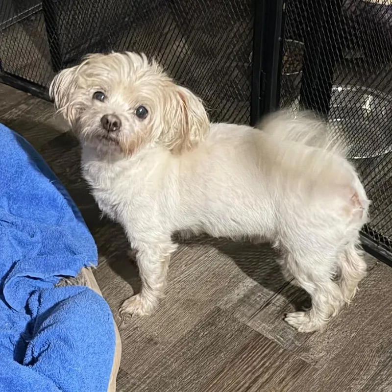 An adult small-sized male White / Cream Maltese dog named Little Bit for adoption in Sequatchie, TN