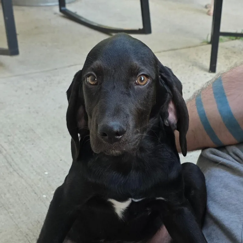 A baby large-sized male Hound dog named Silly for adoption in Charlotte, NC