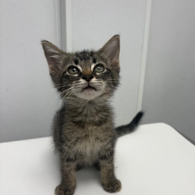 A baby small-sized female Brown / Chocolate Domestic Short Hair cat named Ester for adoption in Abilene, TX