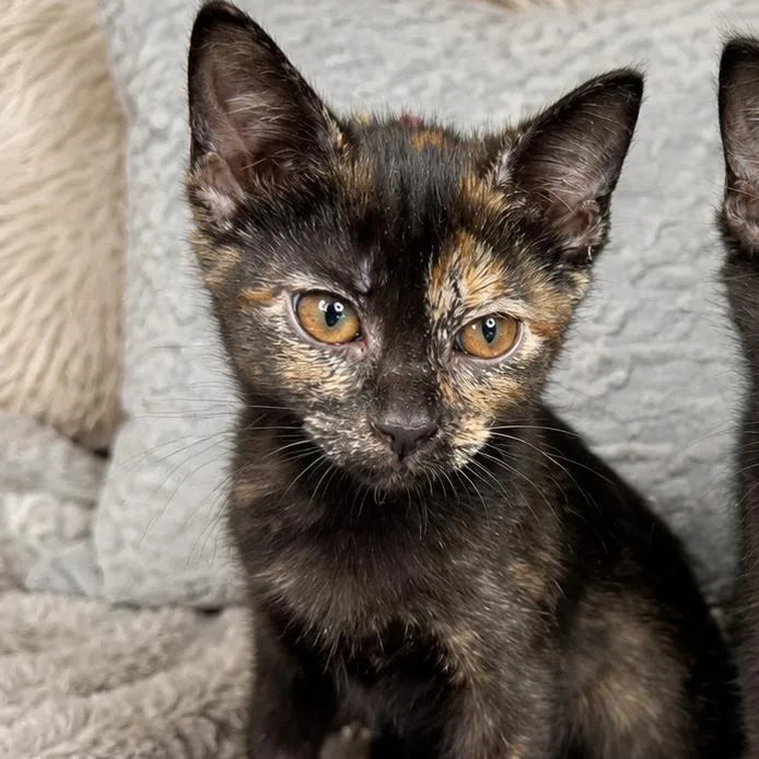 A baby small-sized female Black Domestic Short Hair cat named Piper for adoption in Chapel Hill, NC