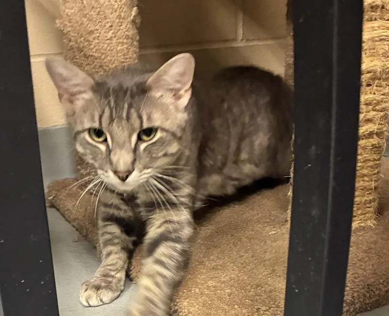 A young medium-sized female Tabby (Gray / Blue / Silver) Domestic Short Hair cat named Sky Dancer for adoption in Mason City, IA