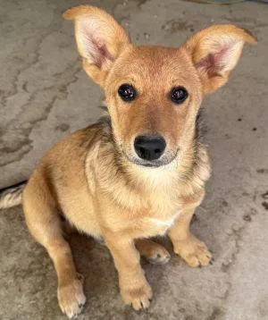 A baby small-sized male Corgi dog named Corky for adoption in Savannah, MO