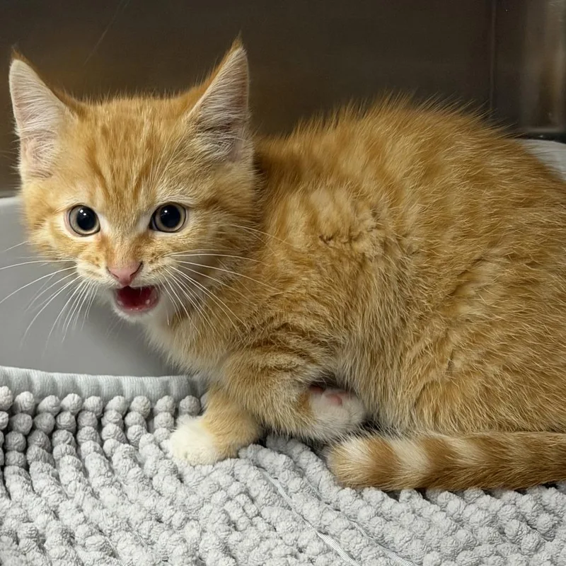 A baby small-sized male Orange / Red Domestic Short Hair cat named Larch for adoption in Marion, VA