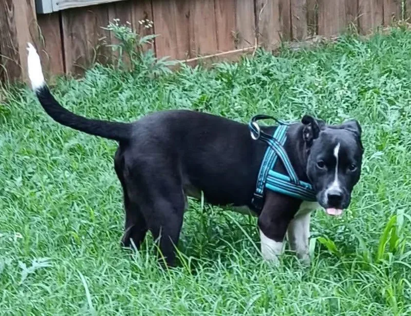 A young medium-sized male Tricolor (Brown, Black, & White) Border Collie dog named Shoestring for adoption in Shawnee, OK