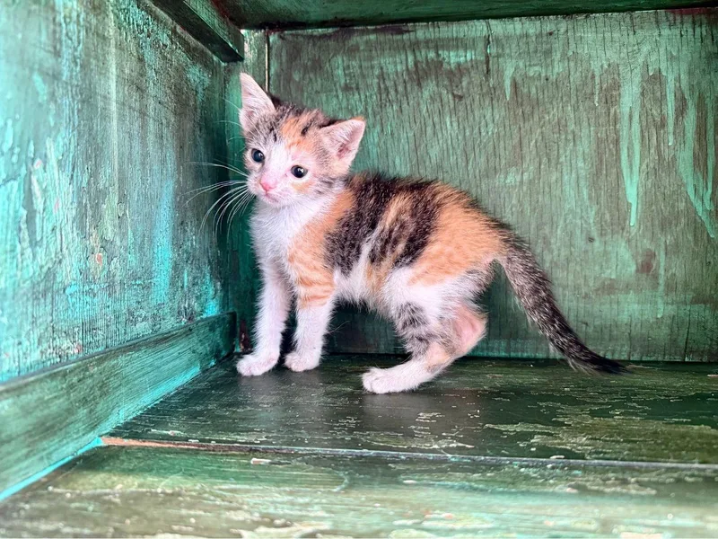 A young medium-sized female Calico Domestic Short Hair cat named Clarissa for adoption in San Antonio, TX