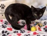 A young medium-sized female Black Domestic Short Hair cat named Zelda for adoption in Portsmouth, OH