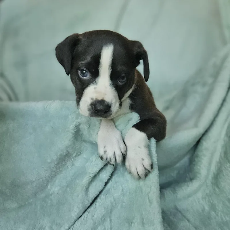 A baby medium-sized female Gray / Blue / Silver Labrador Retriever dog named Goldieloxx Pup Lola for adoption in Fairfax Station, VA