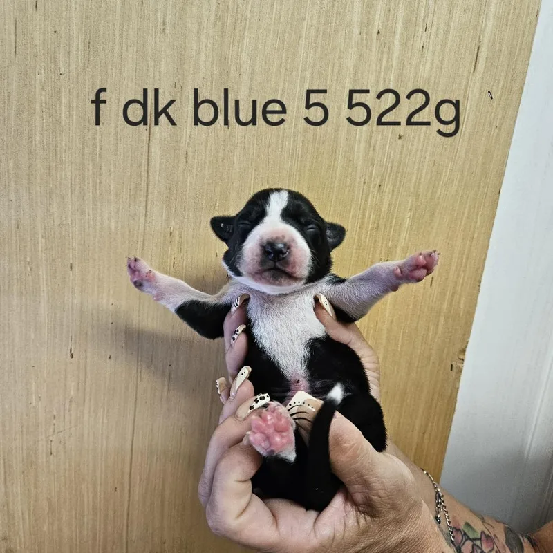 Goldieloxx Pup Lola thumbnail 2