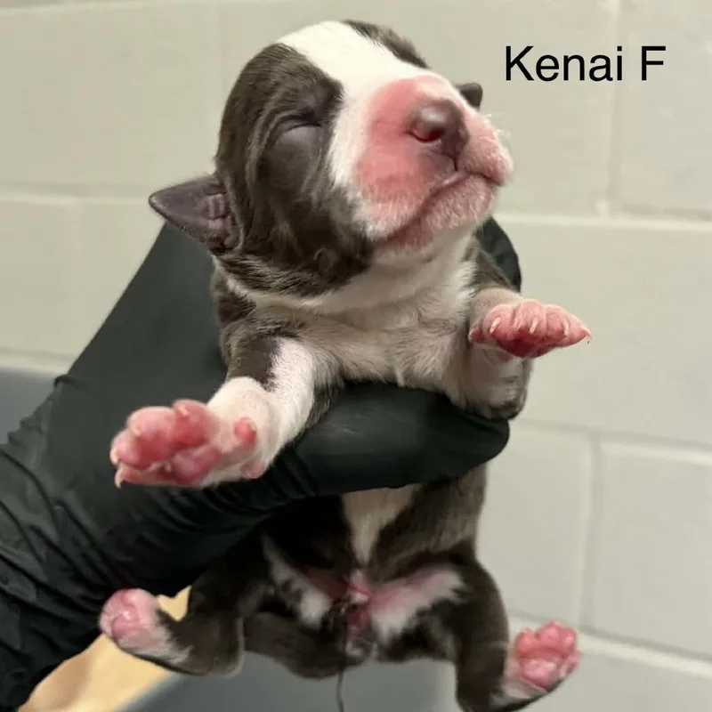 Goldieloxx Pup Lola thumbnail 3