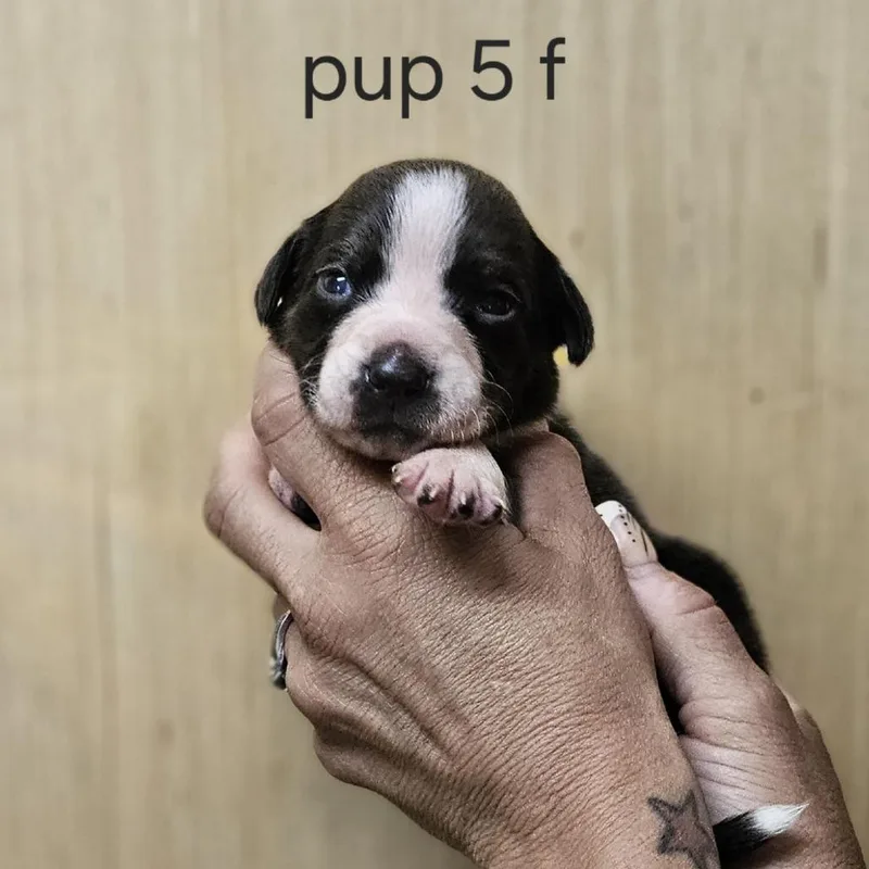 Goldieloxx Pup Lola thumbnail 4