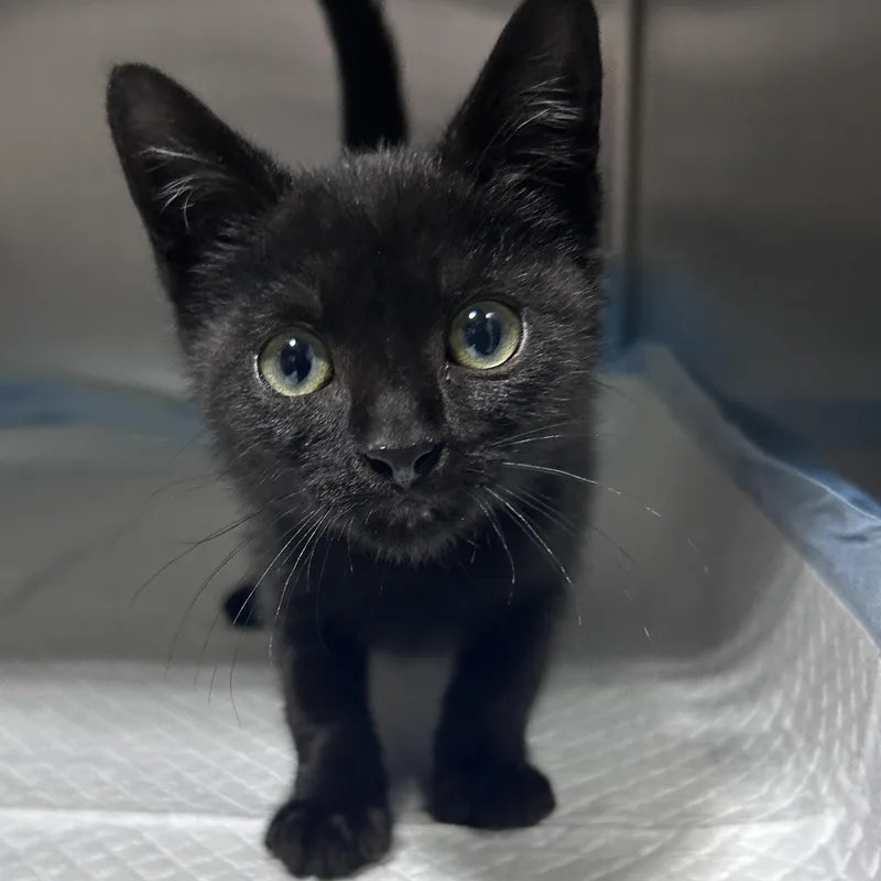 A baby medium-sized male Black Domestic Short Hair cat named Biscuit for adoption in Lancaster, PA