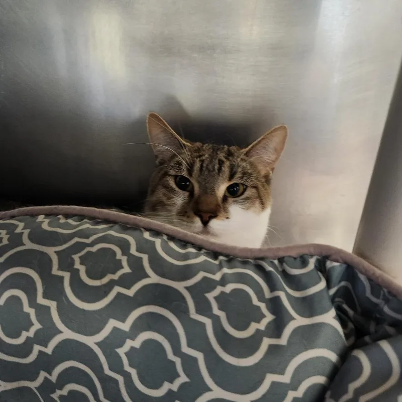 A young medium-sized male Brown / Chocolate Domestic Short Hair cat named T'Challa for adoption in Brockton, MA