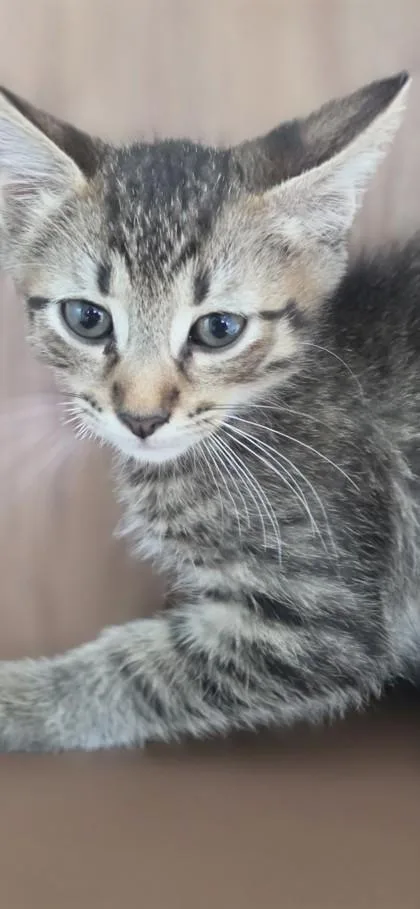 A baby small-sized male Domestic Short Hair cat named Kenai for adoption in Honolulu, HI
