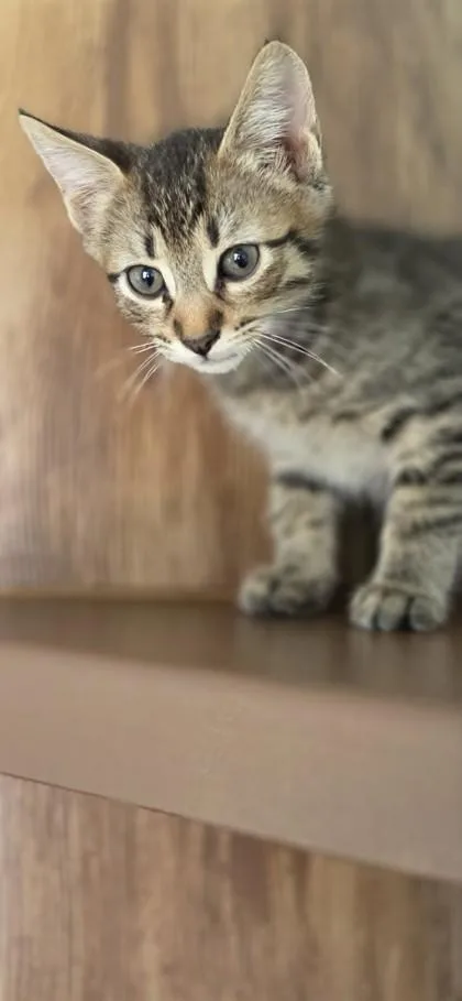 Kenai thumbnail 2