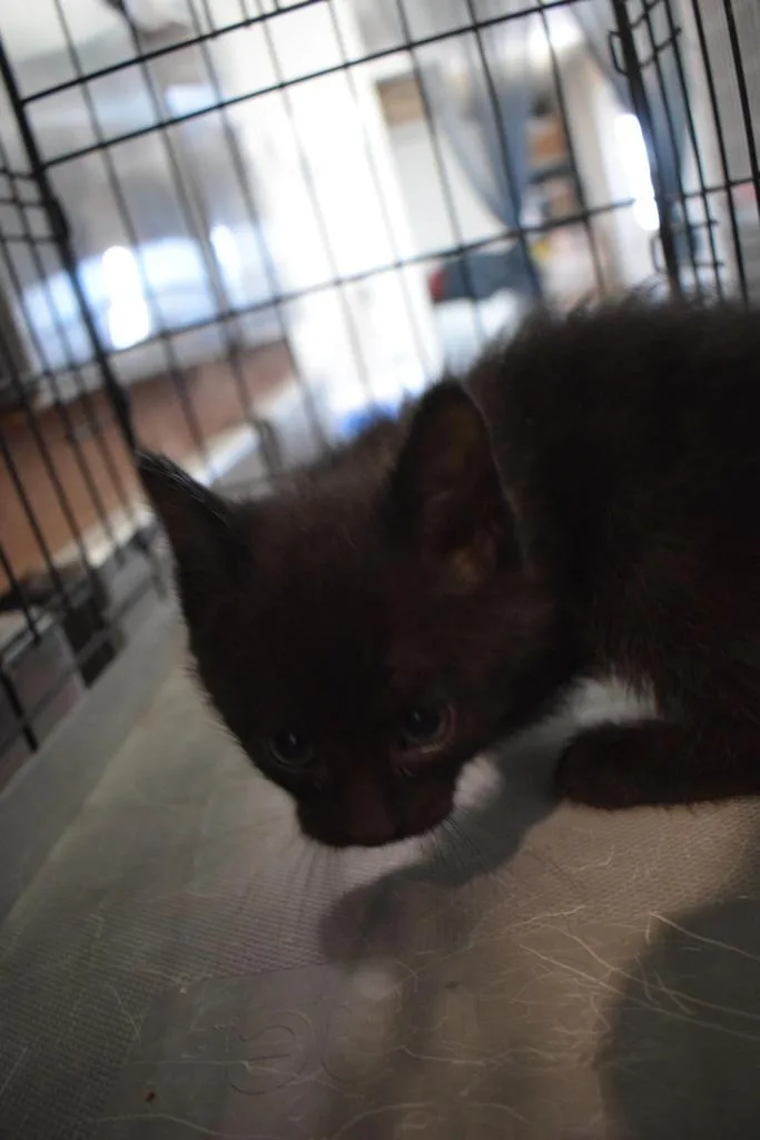 A baby small-sized male Domestic Short Hair cat named Shadow for adoption in Pahrump, NV