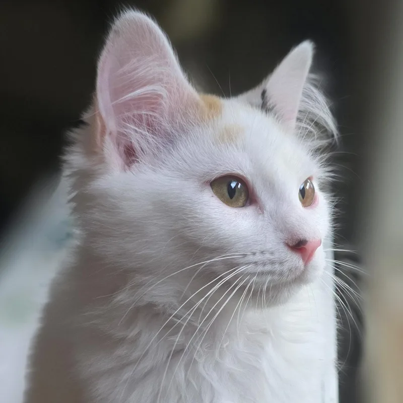 Luna thumbnail 2