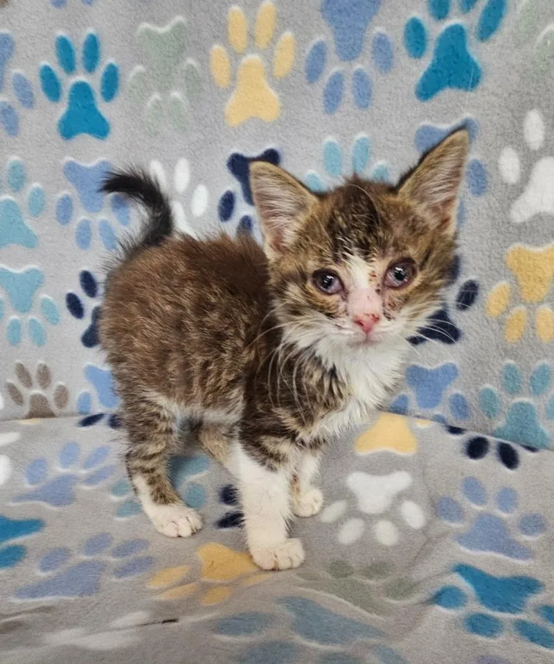 A baby small-sized female Domestic Short Hair cat named Jordan for adoption in Wabash, IN