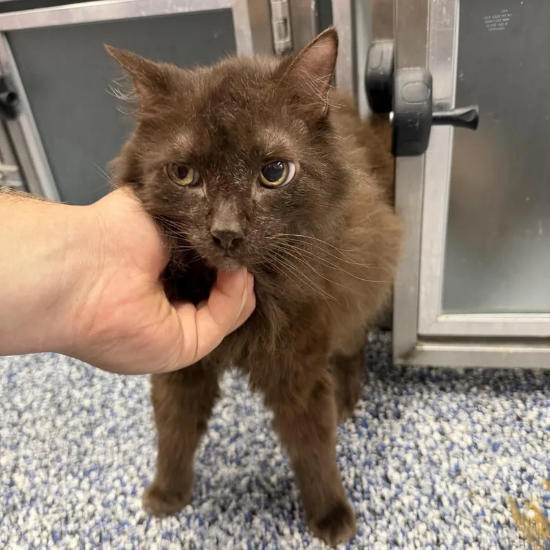 A senior medium-sized male Brown / Chocolate Domestic Medium Hair cat named Magic for adoption in Binghamton, NY