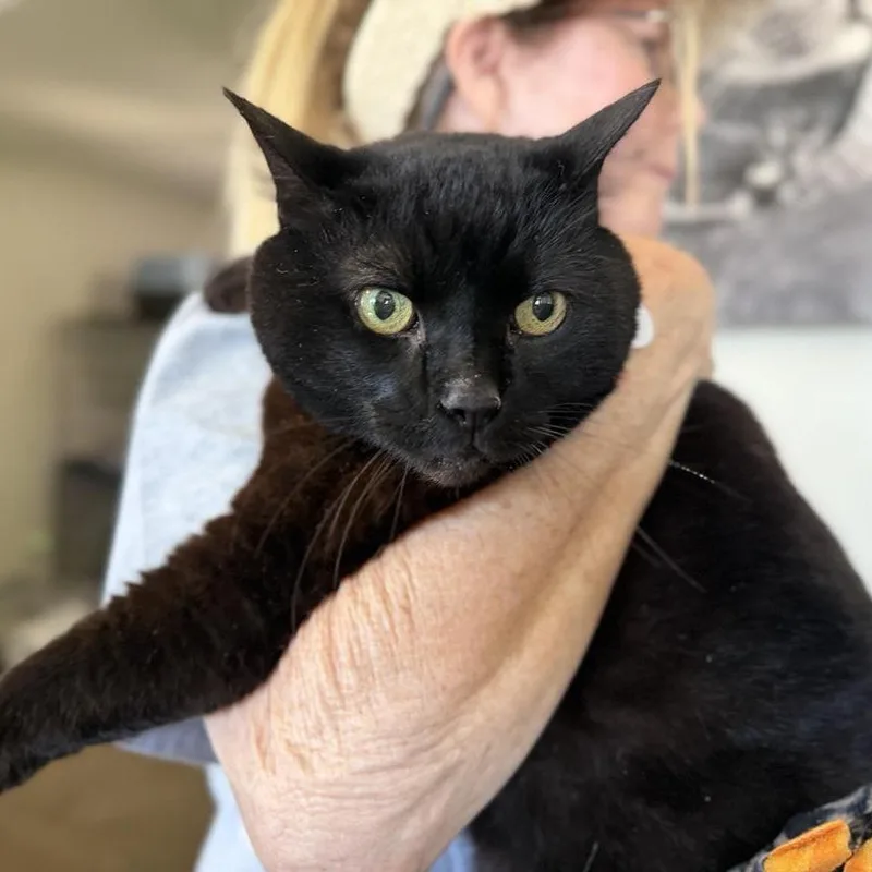 A senior large-sized female Domestic Short Hair cat named Kiki for adoption in Ramona, CA