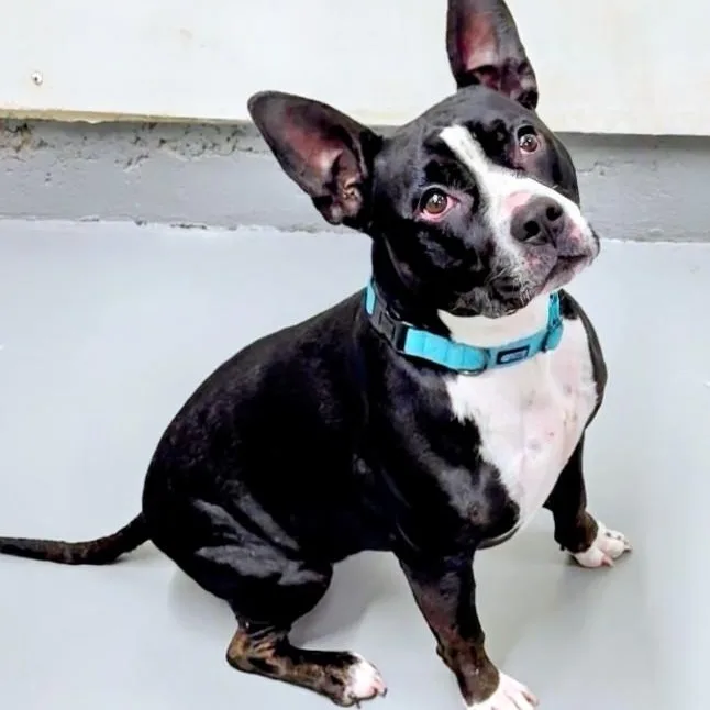 An adult medium-sized female Tricolor (Brown, Black, & White) Pit Bull Terrier dog named Winnie for adoption in Aurora, NE