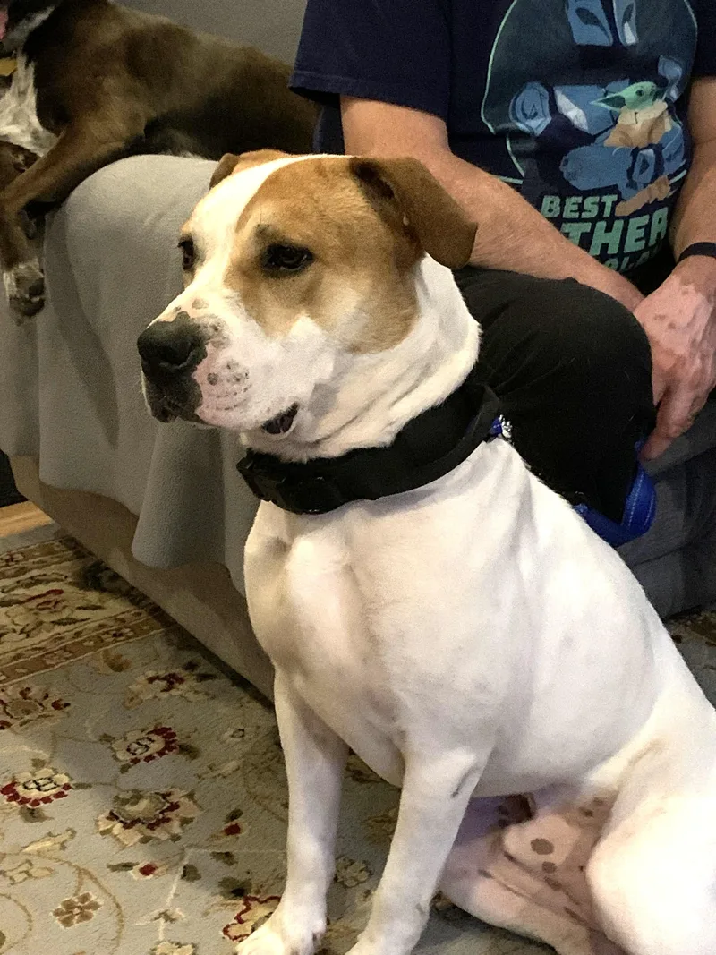 An adult medium-sized male White / Cream Pit Bull Terrier dog named Luke for adoption in Ventura, CA