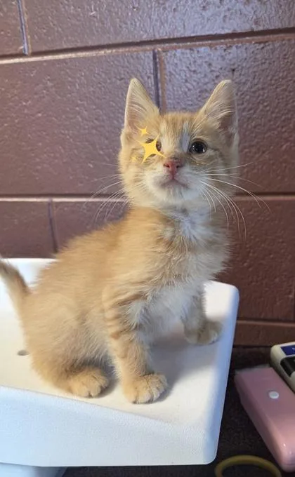 A baby small-sized male Domestic Short Hair cat named Udon for adoption in Westland, MI