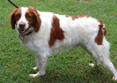 An adult medium-sized male Brittany Spaniel dog named Hunter for adoption in Fort Worth, TX