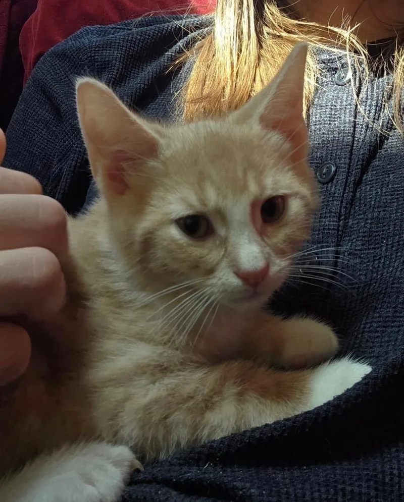 A baby medium-sized male Domestic Short Hair cat named Cumin for adoption in Pomona, NY