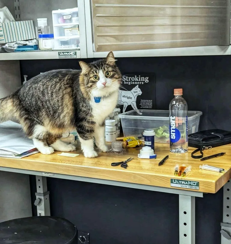 Rhys  Purrmanent Resident thumbnail 2