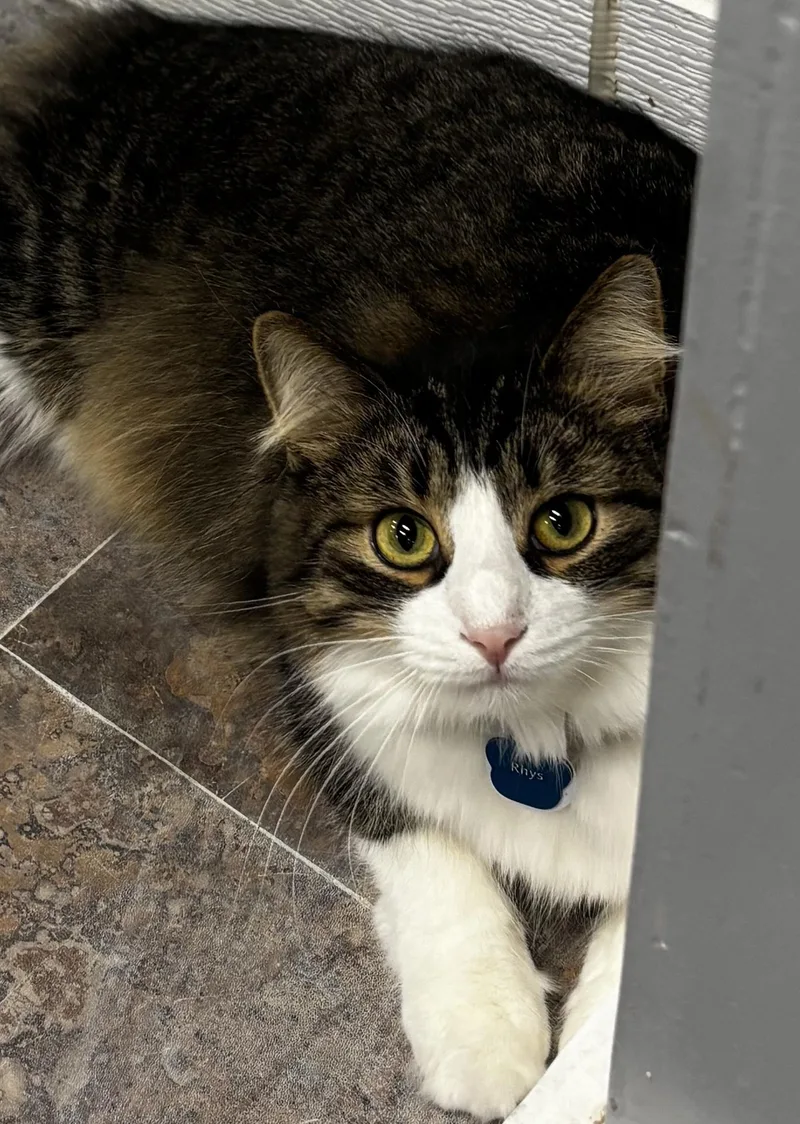 Rhys  Purrmanent Resident thumbnail 3