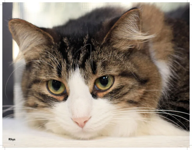 Rhys  Purrmanent Resident