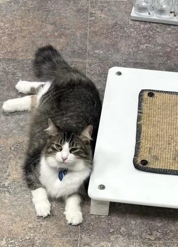 Rhys  Purrmanent Resident thumbnail 4