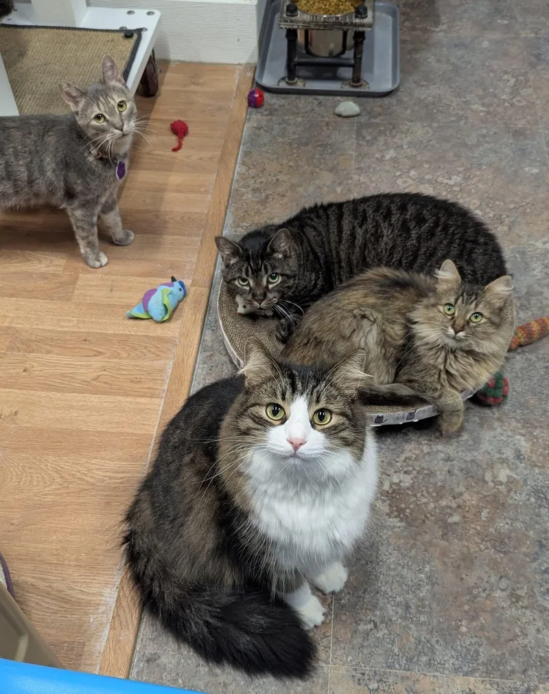 Rhys  Purrmanent Resident thumbnail 5