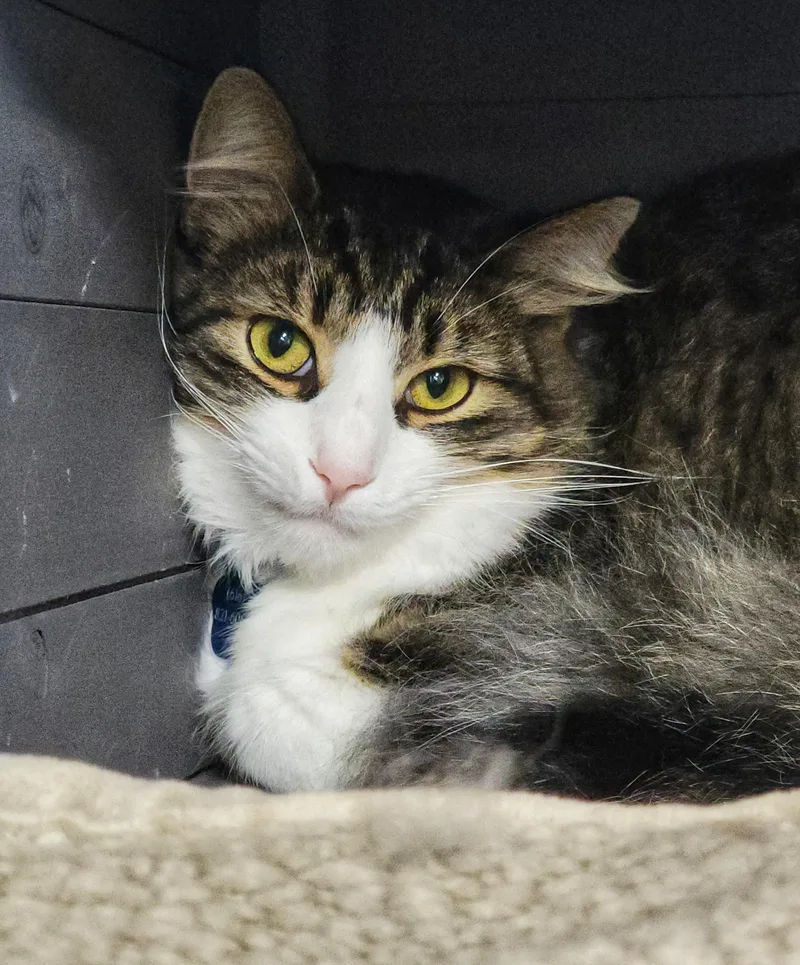 Rhys  Purrmanent Resident thumbnail 6